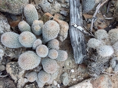 Epithelantha greggii