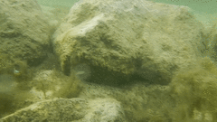 Cyprinodon variegatus variegatus