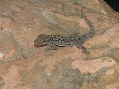 Phyllopezus diamantino