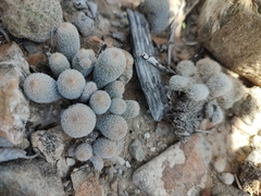 Epithelantha greggii
