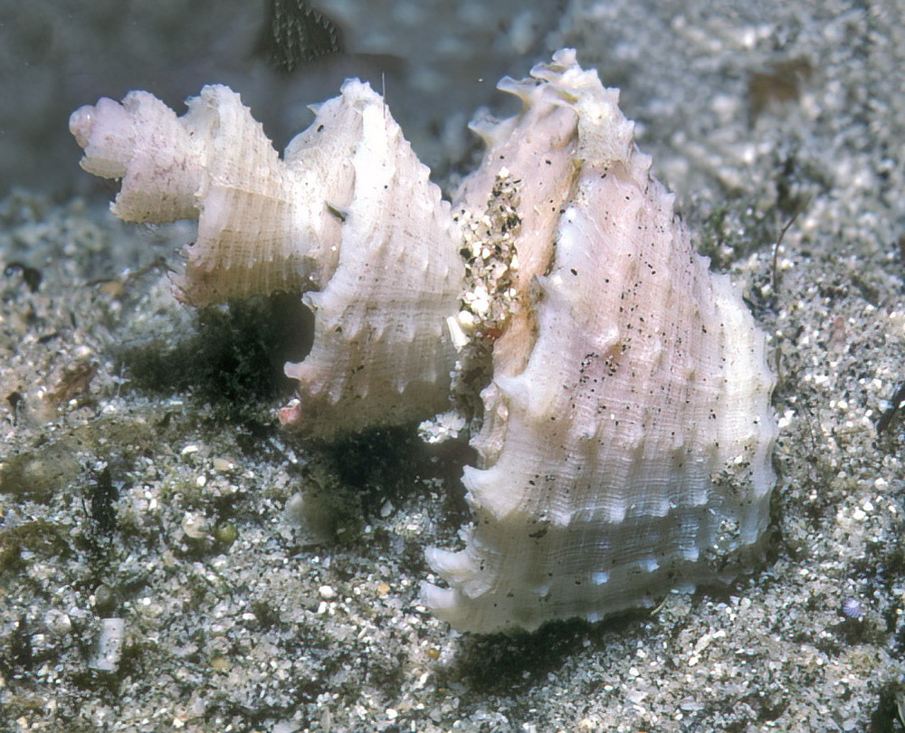 Nutmeg Snails