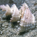 Nutmeg Snails - Photo (c) uwkwaj, some rights reserved (CC BY-NC), uploaded by uwkwaj