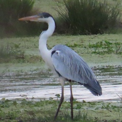 Ardea cocoi