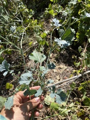 Brassica fruticulosa