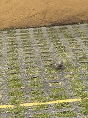 Toxostoma curvirostre