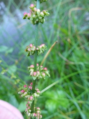 Rumex conglomeratus