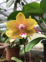 Phalaenopsis