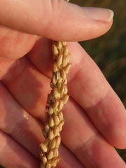 Triglochin maritima