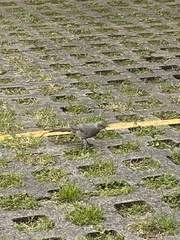 Toxostoma curvirostre