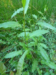Rumex conglomeratus