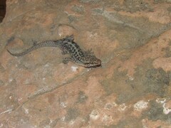 Phyllopezus diamantino