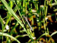 Pachydiplax longipennis
