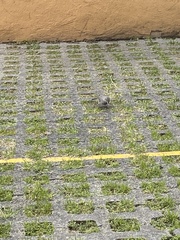 Toxostoma curvirostre