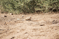 Xerospermophilus tereticaudus