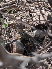 Crotaphytus collaris