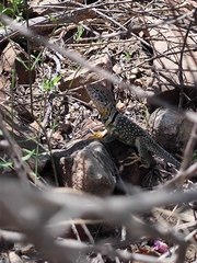 Crotaphytus collaris