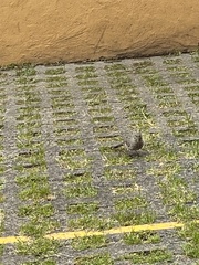 Toxostoma curvirostre