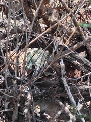 Crotaphytus collaris