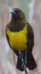 Pseudoleistes virescens