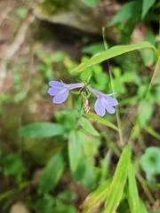 Lobelia