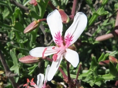 Pelargonium crithmifolium