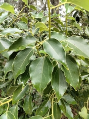 Cinnamomum camphora