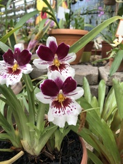 Miltoniopsis