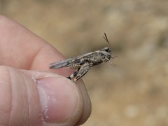 Acrotylus insubricus