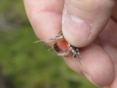 Acrotylus insubricus