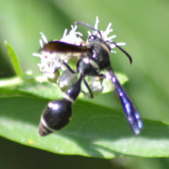 Eumenes fraternus