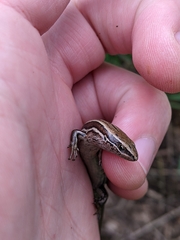 Oligosoma polychroma