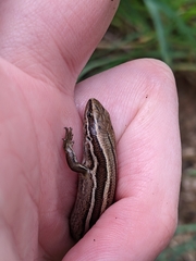 Oligosoma polychroma