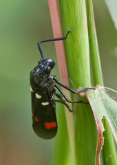 Callitettix versicolor