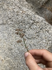 Galium angustifolium