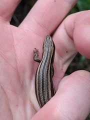 Oligosoma polychroma