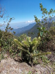 Araucaria angustifolia
