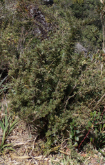 Chusquea pinifolia