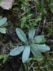 Pilosella officinarum