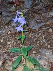 Lobelia amoena