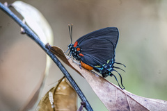 Atlides halesus