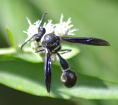 Eumenes fraternus