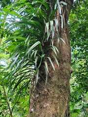 Freycinetia