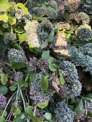 Hydrangea