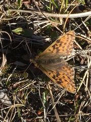 Boloria polaris