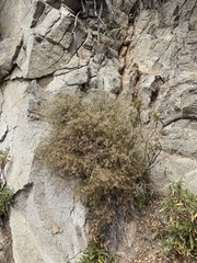 Galium angustifolium