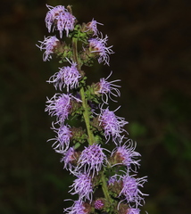Liatris squarrulosa