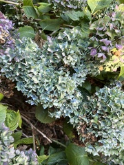 Hydrangea