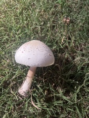 Chlorophyllum