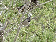 Lophophanes cristatus