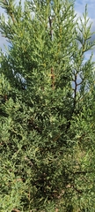 Juniperus monosperma